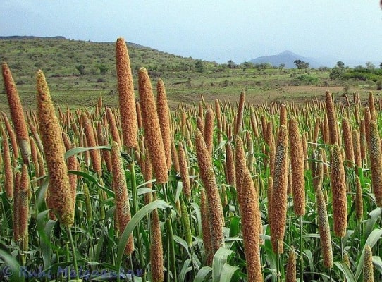 JHARKHAND MILLET MISSION YOJANA 2024